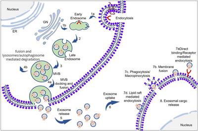 Exosome: The “Off-the-Shelf” Cellular Nanocomponent as a Potential Pathogenic Agent, a Disease Biomarker, and Neurotherapeutics